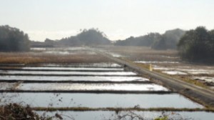 NICCO is helping restore damaged rice fields.
